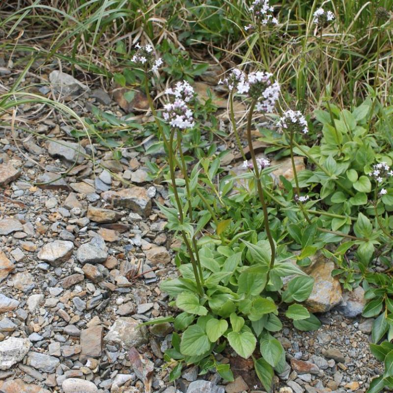 Valeriana capitata