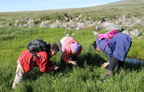 Gathering edible greens near Uelen, Russia