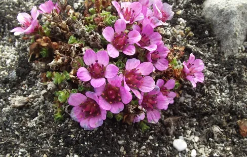 Saxifraga oppositifolia