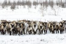 caribou