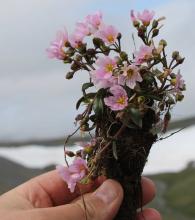 Claytonia acutifolia