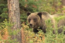 Grizzly Bear in Bridger-Teton National Forest. 