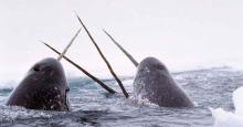 narwhals surface through an ice lead to breathe