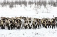 caribou