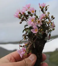 Claytonia acutifolia