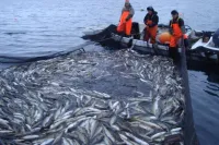 Fishermen's catch - PISUNA-net