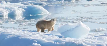 A new population of polar bears documented on the southeast coast of Greenland use glacier ice to survive despite limited access to sea ice. Image credit: Thomas Johansen, NASA