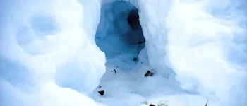 A fox makes a snow cave in deep snow